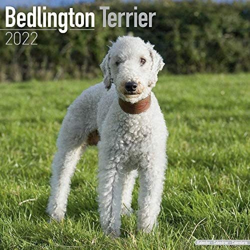 Libro: Calendario Bedlington Terrier Calendarios De Razas De