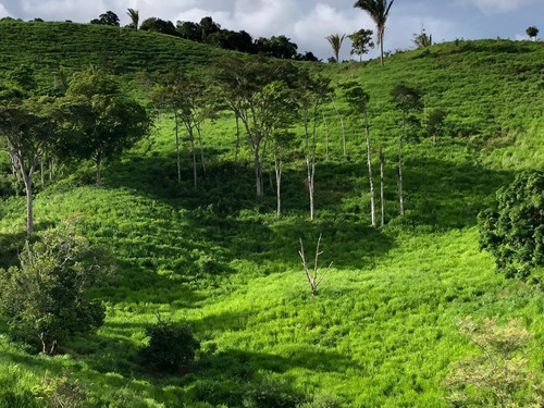 Imagem 8 de 15 de Fazenda Para Venda Em São Benedito Do Sul, Zona Rural - In - 006_1-2014337