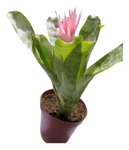 Planta Bromelia Envío Gratis 