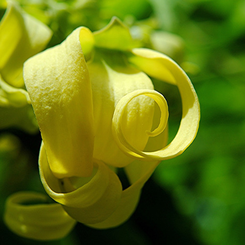 Imagem 2 de 10 de 20 Sementes De Ylang Ylang Árvore Perfume Channel Nro 5