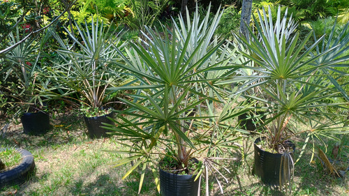 Palmeira Azul Bismarckia Nobilis 1,20m Retirar Lauro Freitas
