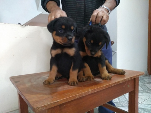 Imagen 2 de 7 de Cachorras Rottweiler
