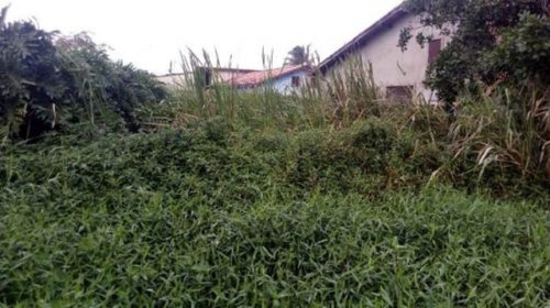 Imagem 3 de 4 de Excelente Terreno Lado Praia No Litoral Sul - 7045