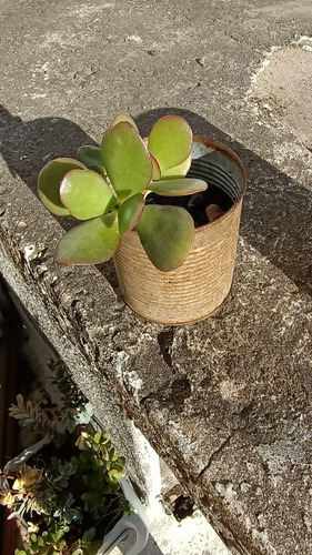 Arbol De Jade - Crassula Ovata En Latita