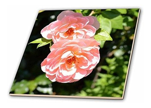 3drose Ct_30781_1 Bonita Rosa Claro Rosas Flores Romantica 