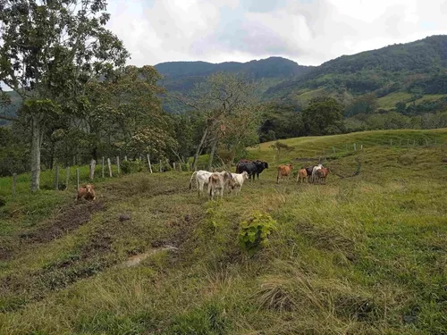 Finca En Guacamayas, Santander, Al Día En Documentos.