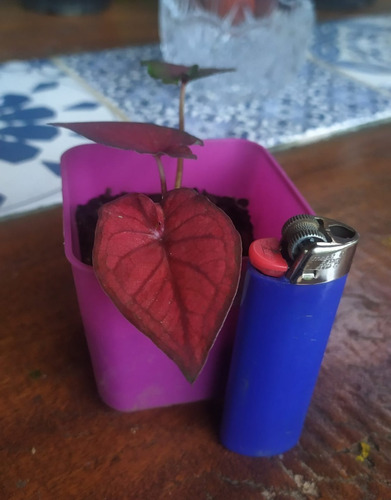 Caladium Desert/americano/muda Pequena,bebê