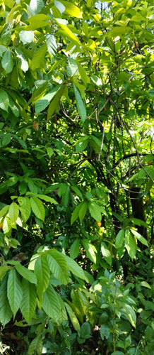 Finca - Rancho
