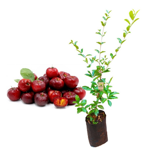 Mudas De Acerola Doce Legítimas + Nf