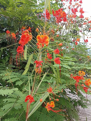 Semillas De Chivato De Jardín (caesalpinia Pulcherrima)
