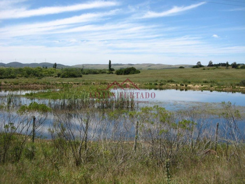 Buen Campo Cercano A Punta Del Este, Con Casa E Instalaciones Ganaderas- Ref: 1089