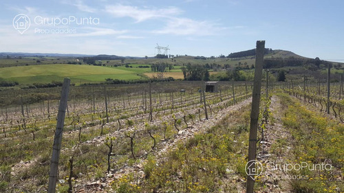 Campo De 10 Hectareas Con Viñedo De 2 Hectareas. Financiacion!