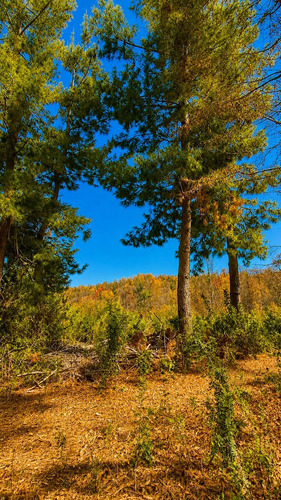 Vive En La Naturaleza Parcela De 10000mt2 En La Placeta