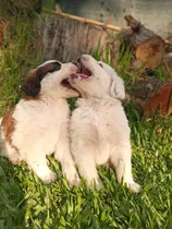 Comprar Cachorros San Bernardo