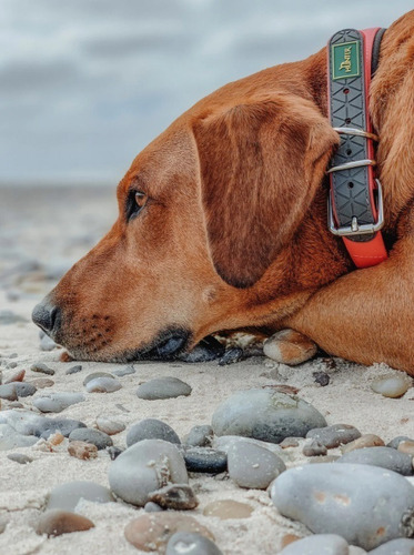 Collar Para Perro Premium Hunter Convenience Comfort M - L Color Naranja