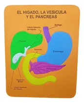 Comprar Rompecabeza Educativo\u002F Didactico Higado Vesicula Panc Foami 