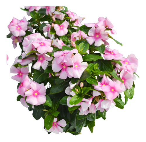 48 Sementes Especiais Vinca De Madagascar Icy Pink.