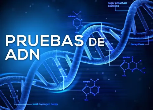 Test De Paternidad En El Embarazo, Adn Prenatal No Invasivo