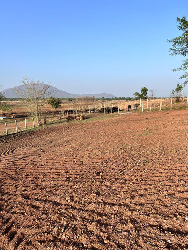 *en Venta Finca De 57 Hectáreas Planas Empastadas. An