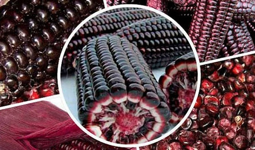 Semillas Maíz Negro O Morado De Los Incas