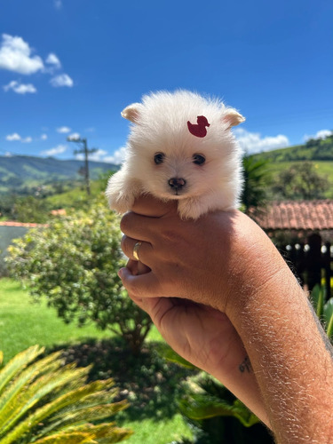 Spitz Alemão Linhagem Asiática Laranja