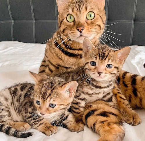 Gatos Bengalí