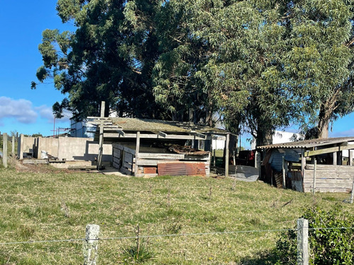 Campo De 11 Hectáreas Dividido En 5 Potreros Excelente Para Ganaderia En Rocha
