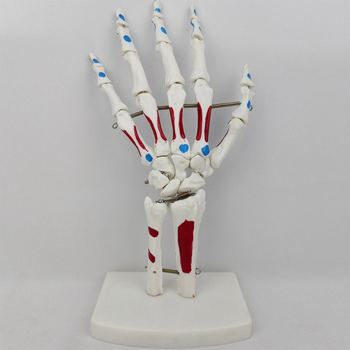 Cf Modelo De Articulação Da Mão Com Punho, Ulna E