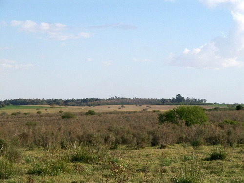 Campos Venta 119 Has Agrícolas Ganaderas Colonia Conchilas