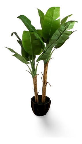 Planta La Planta Del Plátano
