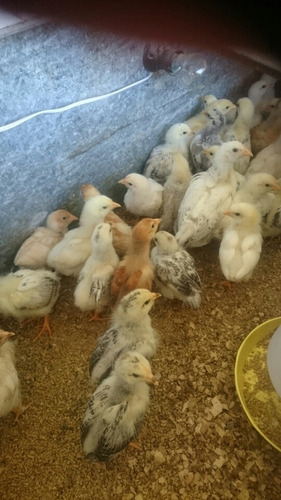 Imagen 5 de 5 de Huevos Fertil Gallinas Gallos Pollitas