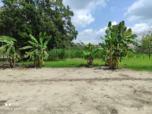 Imagen 11 de 13 de Finca En Venta En El Tambor, Mun. Obispos, Barinas