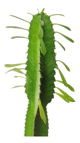 Cactus Euphorbia 