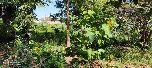 Imagen 7 de 11 de Venta Terreno En Centro De Palo Negro Ocumarito Edo Aragua.