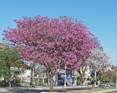 Imagen 3 de 11 de Arbol Lapacho Amarillo O Blanco 2.0 Mts..e.gratiscaba/gba