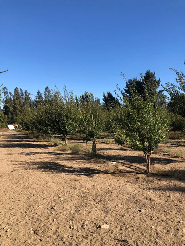 Parcela Con Plantación De Nogales. Tu Refugio Campestre.