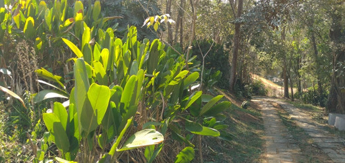 Imagem 3 de 15 de Lote / Terreno Em Nogueira - Petrópolis - 5008