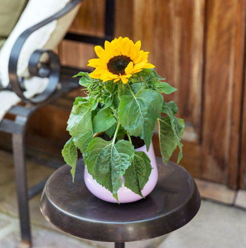 150 Semillas De Girasol Mini