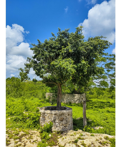 Rancho Ganadero En Venta, Propiedad Privada, 453 Has, Con Cenotes