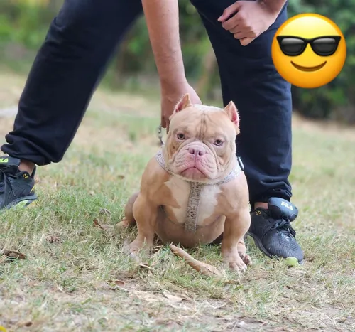 American Bully Micro De Ojos Azules Mini Cachorros Perros