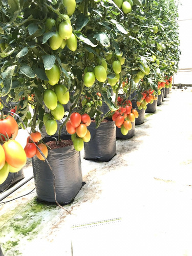 Semilla Martínez - Tomate Variedad Altius 1m - Syngenta