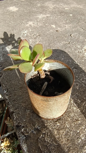 Arbol De Jade - Crassula Ovata En Latita