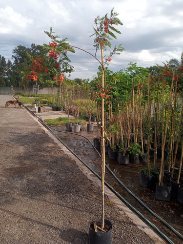 Arbol Sesbania Punicea - Ceibillo - Entrega Gratis