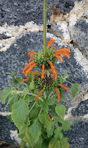 Leonotis Nepetifolia, Bola Del Rey, 15 Semillas, Nv