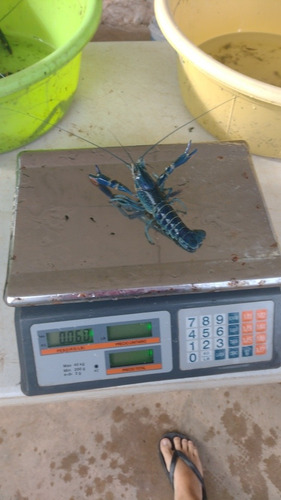 Imagen 9 de 10 de Langosta Australiana Redclaw Crayfish Congelada Grande 1 Kg