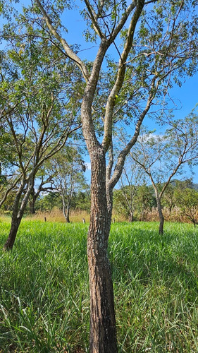 Semilla De Pasto Okapi (confort) Hibrido Papalotla 8 Kg.