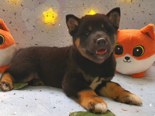 Shiba Inu Entrega Inmediata, 100% Puros, De Rk Puppies.