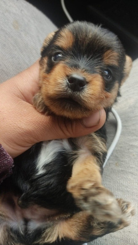 Vendo Solo Por Hoy Último Cachorro Yorkshire Miniatura Real