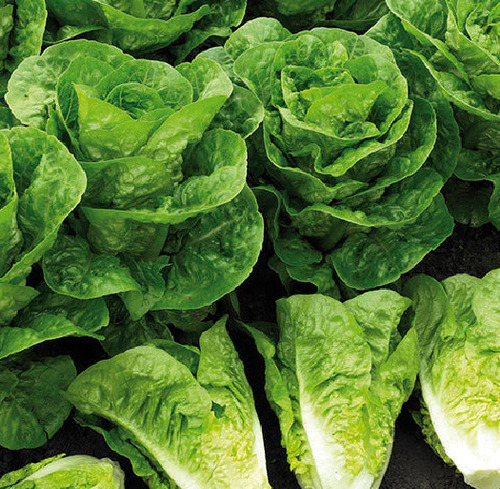 200 Semillas De Lechuga Orejona, Germina Fácil