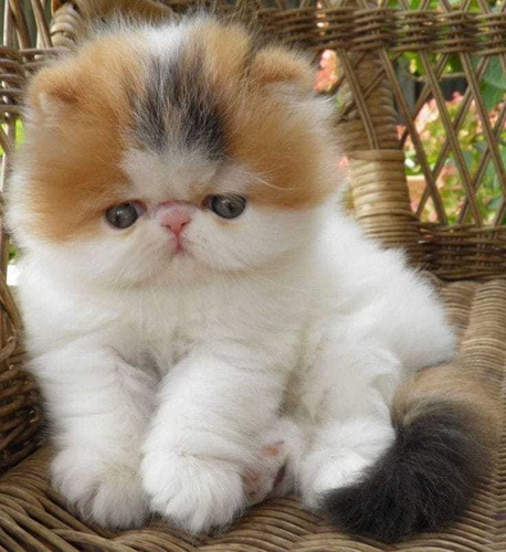 Gatos Persa Cachorros Auténticos Vip